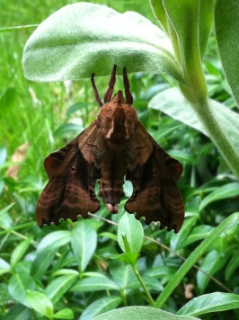 Koiz moth